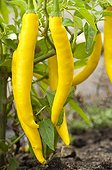Hot peppers 'Star Flame' in a kitchen garden