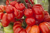 Tomatoes 'Voyage' in a kitchen garden