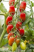 Cherry tomatoes 'Caprese' in a kitchen garden