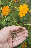 Harvest of sulphur cosmos seeds in a garden