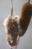 Bulrush ; Typha latifolia, Bulrush, Brown subject, Grey background.