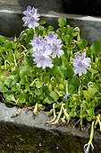Common water hyacinths in bloom in a little garden pound