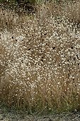 Hare's-tail grasses in a garden