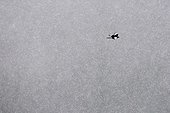 Eurasian Magpie in flight under the snow Vosges France