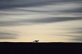 Silhouette of a red fox at dusk Vosges France 