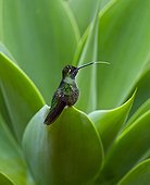 Hummingbird in the PN Los Quetzales in Costa Rica  ; Talamanca Range