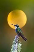 Hummingbird in the PN Los Quetzales in Costa Rica ; Talamanca Range