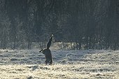 Mulotant red fox in a meadow in the Vosges France 