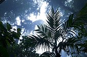 Cloud forest Monteverde Reserve in Costa Rica