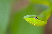 Portrait of a Green Vine Snake Costa Rica