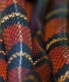 Close up of rings of a black milk snake Costa Rica
