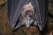 Portrait of a Greater Horseshoe Bat hibernating in a cave