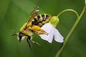 Solaritay bee on a Cuckoo flower in spring France