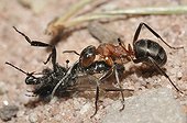 Southern wood ant carrying a fly France 