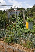 Straw mulch over leeks and zinnia 'Sombrero' in a garden