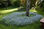 Myosotis in bloom in a garden