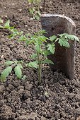 Tomato seedling protected by a tile in a kitchen garden