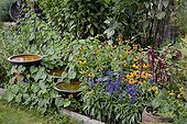 Corneflowers and mealycup sages in bloom in a garden