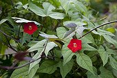 Cardinal creeper 'Cardinalis' in bloom in a garden