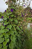 Tall morning glory and spanish flag in bloom in a garden
