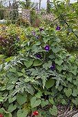 Tall morning glory in bloom and artichoke in a garden