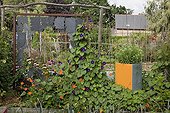 Tall morning glory and decoration in a kitchen garden