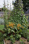 Tall morning glory and coneflowers in a kitchen garden