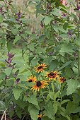 Coneflowers and goosefoot in a kitchen garden