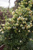 Chinese honeysuckle in bloom in a kitchen garden
