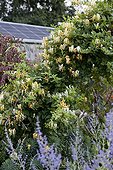 Chinese honeysuckle in bloom in a kitchen garden