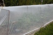 Veil over cabbages in an organic kitchen garden