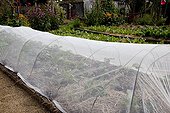 Veil over cabbages in an organic kitchen garden