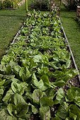 Salads in a kitchen garden