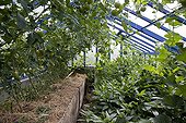 Tomatoes under a greenhouse in an organic kitchen garden