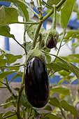 Eggplant under a greenhouse in an organic kitchen garden