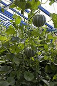 Cantalopes under a greenhouse in an organic kitchen garden