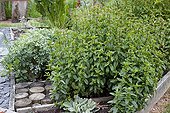 Peppermint in an organic kitchen garden