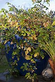 Creeper 'Elegans' in fruit a garden in autumn