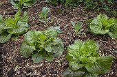 Lettuces on mulch of ramial chipped wood in a garden