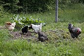Henses pecking in a kitchen garden
