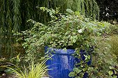 Plantes in pots on a terrace ; Japanese rush 'Ogon'<br>Creeper 'Elegans'