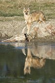 Golden Jackal on a beef carcass in water India
