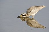 Great Thick-knee drinking in water Ranthambore NP in India