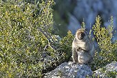 Barbary Macaque sitting on a rock at Gibraltar