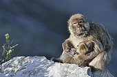 Barbary Macaques sitting on a rock at Gibraltar ; The adult is grooming a young  