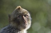 Portrait of a Barbary Macaques