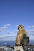 Barbary Macaque sitting on a rock  Gibraltar ; The Atlantic Ocean in the background  