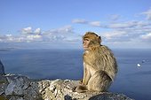 Barbary Macaque on a rock in Gibraltar ; The Atlantic Ocean in the background  