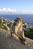 Barbary Macaque sitting on a wall in Gibraltar  