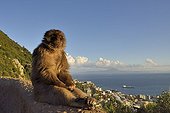 Barbary Macaque sitting on a low wall in Gibraltar  